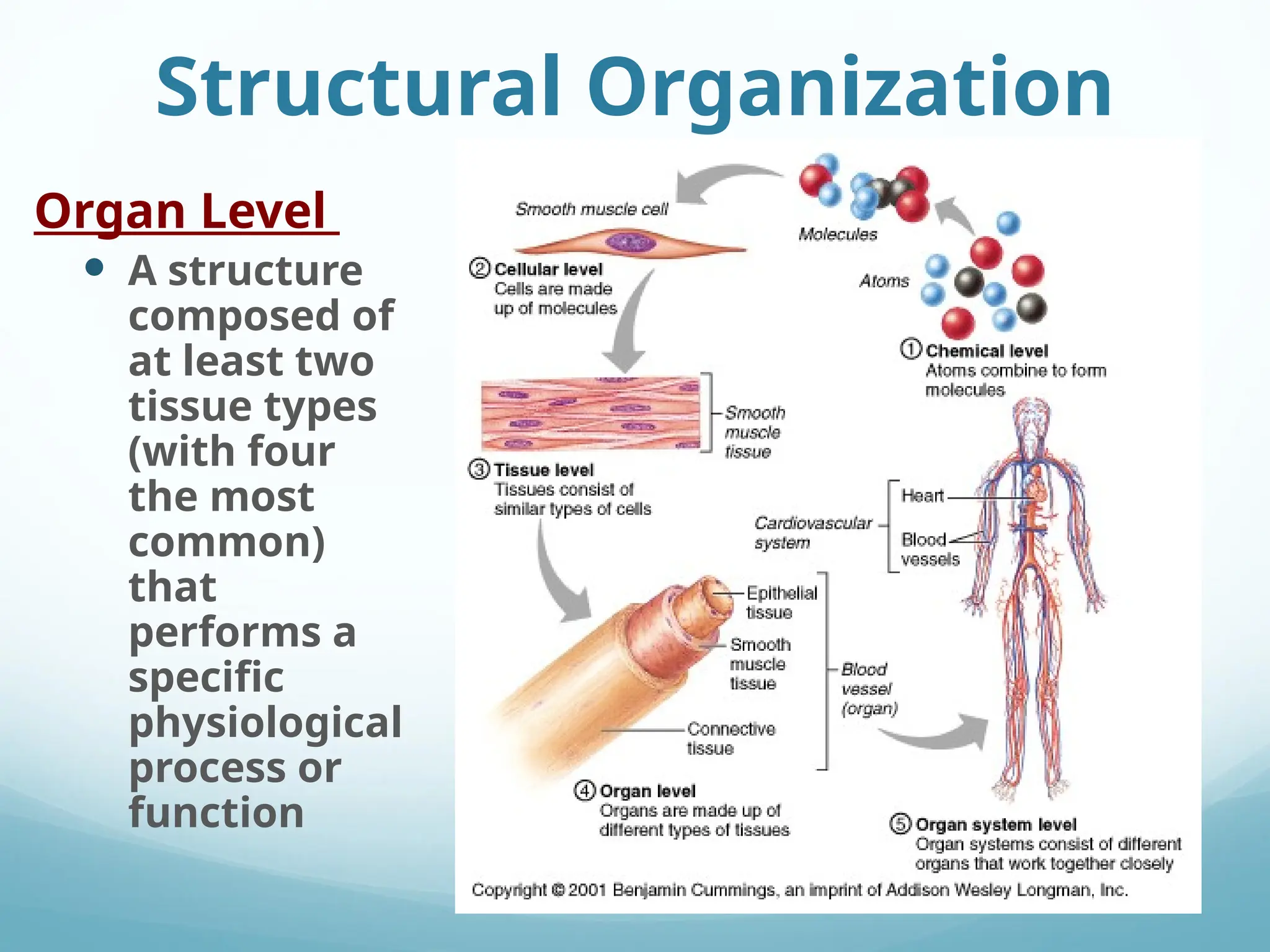 Lecture-4. Organization of the human body | PPT