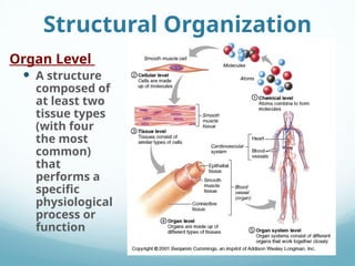 Lecture-4. Organization of the human body | PPT
