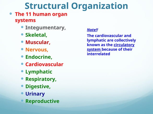 Lecture-4. Organization of the human body | PPT