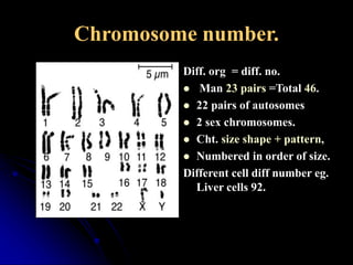Gene And Chromosomes | PPT