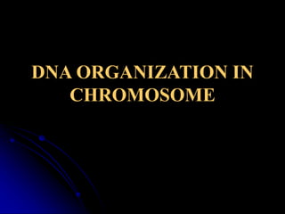 DNA ORGANIZATION IN
CHROMOSOME
 