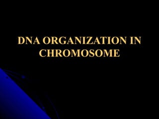 DNA ORGANIZATION IN
CHROMOSOME
 