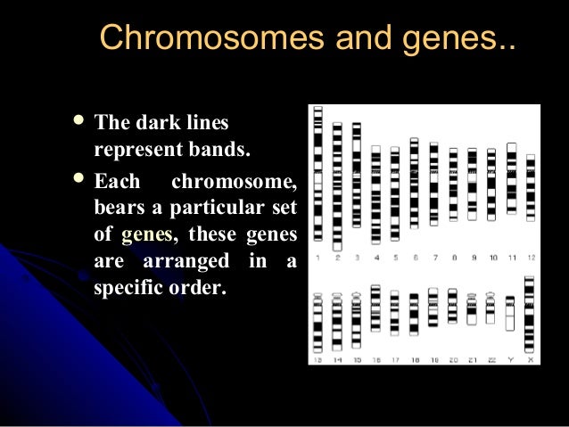 Gene and chromosomes