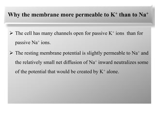 Why the membrane more permeable to K+ than to Na+
 The cell has many channels open for passive K+ ions than for
passive Na+ ions.
 The resting membrane potential is slightly permeable to Na+ and
the relatively small net diffusion of Na+ inward neutralizes some
of the potential that would be created by K+ alone.
 