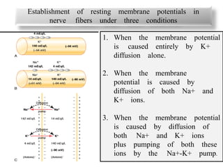 1. When the membrane potential
is caused entirely by K+
diffusion alone.
2. When the membrane
potential is caused by
diffusion of both Na+ and
K+ ions.
3. When the membrane potential
is caused by diffusion of
both Na+ and K+ ions
plus pumping of both these
ions by the Na+-K+ pump.
Establishment of resting membrane potentials in
nerve fibers under three conditions
 