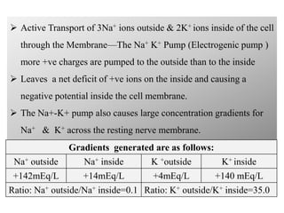  Active Transport of 3Na+ ions outside & 2K+ ions inside of the cell
through the Membrane—The Na+ K+ Pump (Electrogenic pump )
more +ve charges are pumped to the outside than to the inside
 Leaves a net deficit of +ve ions on the inside and causing a
negative potential inside the cell membrane.
 The Na+-K+ pump also causes large concentration gradients for
Na+ & K+ across the resting nerve membrane.
Gradients generated are as follows:
Na+ outside Na+ inside K +outside K+ inside
+142mEq/L +14mEq/L +4mEq/L +140 mEq/L
Ratio: Na+ outside/Na+ inside=0.1 Ratio: K+ outside/K+ inside=35.0
 