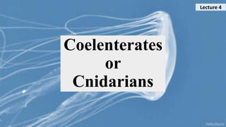 Coelenterates
or
Cnidarians
Lecture 4
 