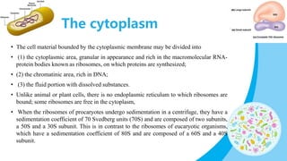 General and Cellular Morphology | PPTX