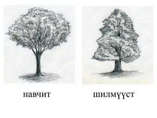 навчит шилмүүст
 