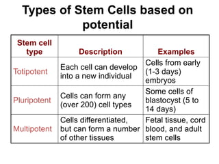Comprehensive Overview of Stem Cells and Their Clinical Applications | PPSX