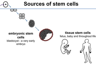 Comprehensive Overview of Stem Cells and Their Clinical Applications | PPSX