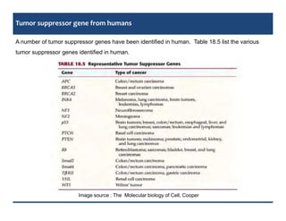 Comprehensive Overview of Tumor Suppressor Genes: Structure, Function ...