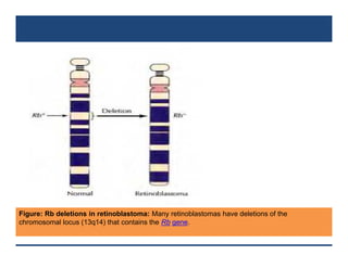 Comprehensive Overview of Tumor Suppressor Genes: Structure, Function ...