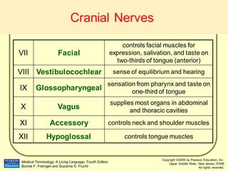 Lecture-5-Nervous system (3).pdf
