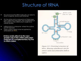 Structure of tRNA On one end of the tRNA molecule is an area to which a specific amino acid attaches On the other end is a sequence of three base pairs called the anticodon, the complement of the codon on the mRNA which codes for a certain protein. mRNA binds to a ribosome  where the codons are left exposed. These codons needs to be recognised by anticodons on  tRNA . Amino acids attach to the new protein only if the t-RNA anticodon matches (is complementary to) the m-RNA codon 