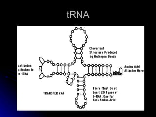 tRNA 