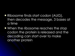 Ribosome finds start codon (AUG), then decodes the message, 3 bases at a time  When the ribosome reaches the stop codon the protein is released and the decoding can start over to make another protein   