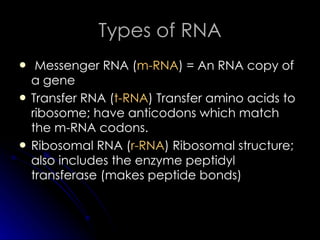Types of RNA   Messenger RNA ( m-RNA ) = An RNA copy of a gene  Transfer RNA ( t-RNA ) Transfer amino acids to ribosome; have anticodons which match the m-RNA codons.  Ribosomal RNA ( r-RNA ) Ribosomal structure; also includes the enzyme peptidyl transferase (makes peptide bonds) 