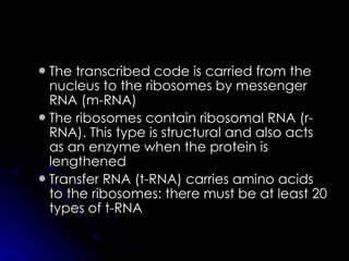 The transcribed code is carried from the nucleus to the ribosomes by messenger RNA (m-RNA)  The ribosomes contain ribosomal RNA (r-RNA). This type is structural and also acts as an enzyme when the protein is lengthened  Transfer RNA (t-RNA) carries amino acids to the ribosomes: there must be at least 20 types of t-RNA  