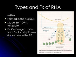 Types and Fx of RNA mRNA  Formed in the nucleus. Made from DNA template.  Fx: Carries gen code from DNA -cytoplasm –  ribosomes on the ER. 