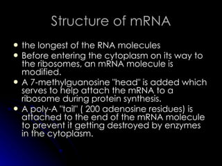 Structure of mRNA the longest of the RNA molecules Before entering the cytoplasm on its way to the ribosomes, an mRNA molecule is modified. A 7-methylguanosine "head" is added which serves to help attach the mRNA to a ribosome during protein synthesis.  A poly-A "tail" ( 200 adenosine residues) is attached to the end of the mRNA molecule to prevent it getting destroyed by enzymes in the cytoplasm.  