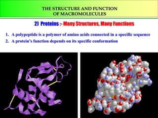 THE STRUCTURE AND FUNCTION
OF MACROMOLECULES
2) Proteins :- Many Structures, Many Functions
1. A polypeptide is a polymer of amino acids connected in a specific sequence
2. A protein’s function depends on its specific conformation
 