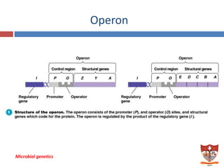 microbial genetics | PDF