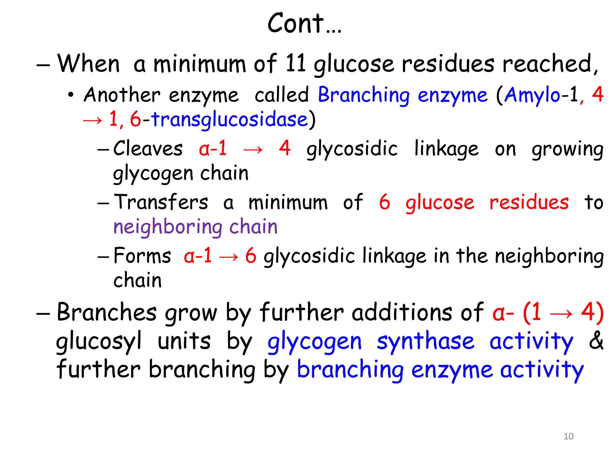 Cont…
– When a minimum of 11 glucose residues reached,
• Another enzyme called Branching enzyme (Amylo-1, 4
→ 1, 6-transglucosidase)
– Cleaves α-1 → 4 glycosidic linkage on growing
glycogen chain
– Transfers a minimum of 6 glucose residues to
neighboring chain
– Forms α-1 → 6 glycosidic linkage in the neighboring
chain
– Branches grow by further additions of α- (1 → 4)
glucosyl units by glycogen synthase activity &
further branching by branching enzyme activity
10
 