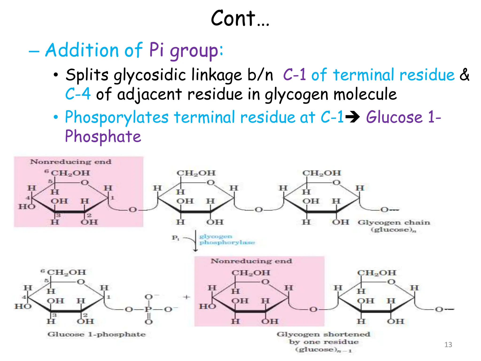 Cont…
– Addition of Pi group:
• Splits glycosidic linkage b/n C-1 of terminal residue &
C-4 of adjacent residue in glycogen molecule
• Phosporylates terminal residue at C-1 Glucose 1-
Phosphate
13
 