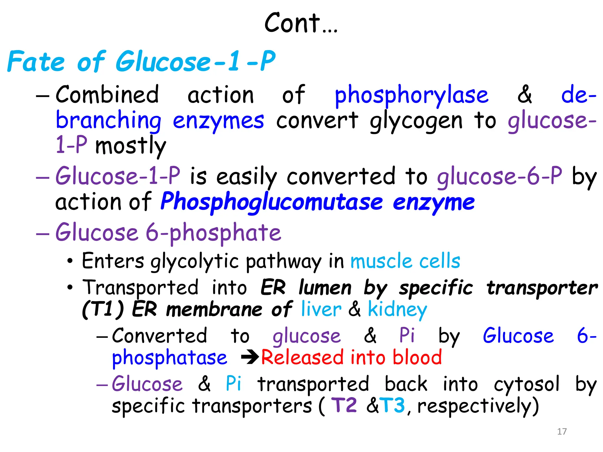 Cont…
Fate of Glucose-1-P
– Combined action of phosphorylase & de-
branching enzymes convert glycogen to glucose-
1-P mostly
– Glucose-1-P is easily converted to glucose-6-P by
action of Phosphoglucomutase enzyme
– Glucose 6-phosphate
• Enters glycolytic pathway in muscle cells
• Transported into ER lumen by specific transporter
(T1) ER membrane of liver & kidney
– Converted to glucose & Pi by Glucose 6-
phosphatase Released into blood
– Glucose & Pi transported back into cytosol by
specific transporters ( T2 &T3, respectively)
17
 