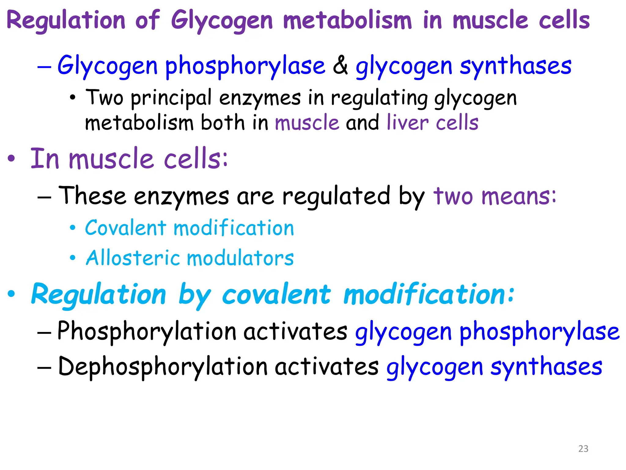 Regulation of Glycogen metabolism in muscle cells
– Glycogen phosphorylase & glycogen synthases
• Two principal enzymes in regulating glycogen
metabolism both in muscle and liver cells
• In muscle cells:
– These enzymes are regulated by two means:
• Covalent modification
• Allosteric modulators
• Regulation by covalent modification:
– Phosphorylation activates glycogen phosphorylase
– Dephosphorylation activates glycogen synthases
23
 