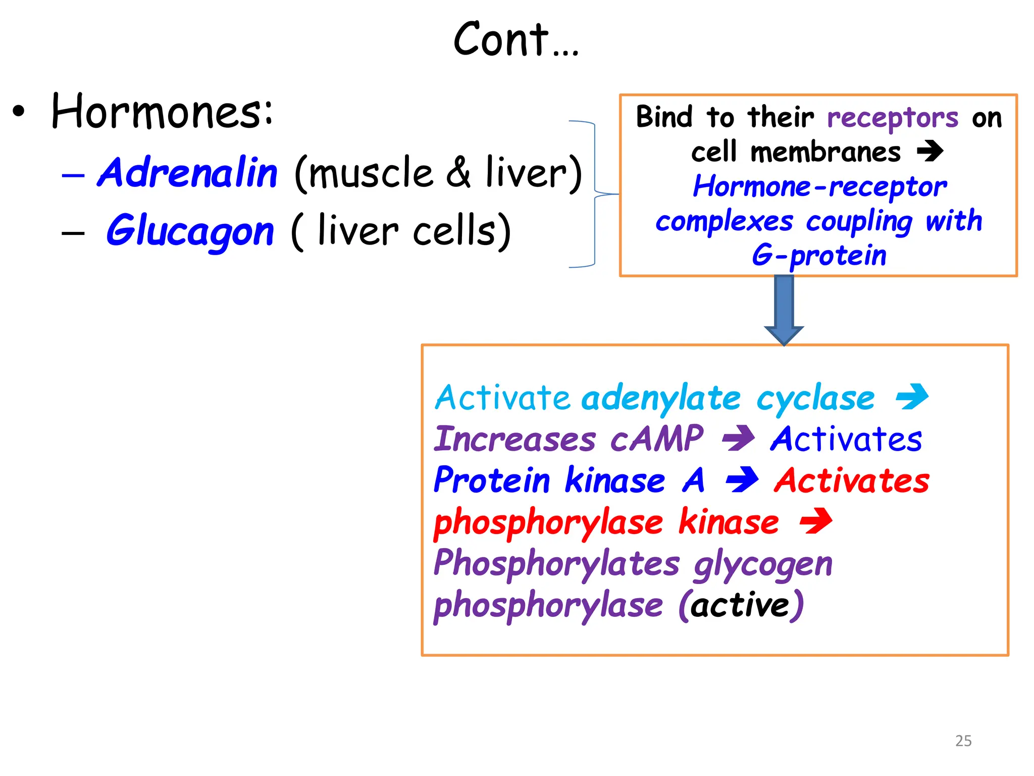 Cont…
• Hormones:
– Adrenalin (muscle & liver)
– Glucagon ( liver cells)
Bind to their receptors on
cell membranes 
Hormone-receptor
complexes coupling with
G-protein
Activate adenylate cyclase 
Increases cAMP  Activates
Protein kinase A  Activates
phosphorylase kinase 
Phosphorylates glycogen
phosphorylase (active)
25
 