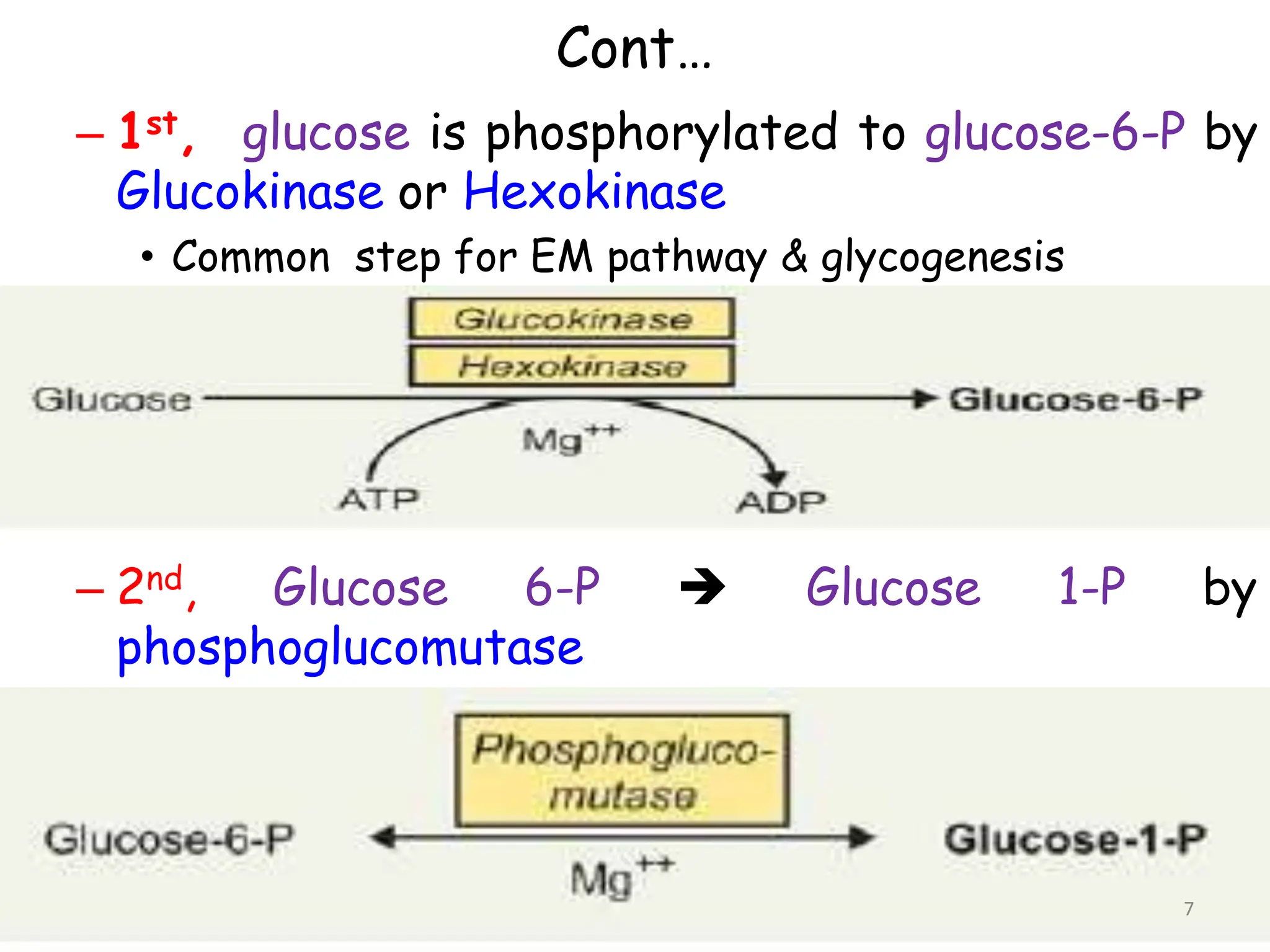 Cont…
– 1st, glucose is phosphorylated to glucose-6-P by
Glucokinase or Hexokinase
• Common step for EM pathway & glycogenesis
– 2nd, Glucose 6-P  Glucose 1-P by
phosphoglucomutase
7
 