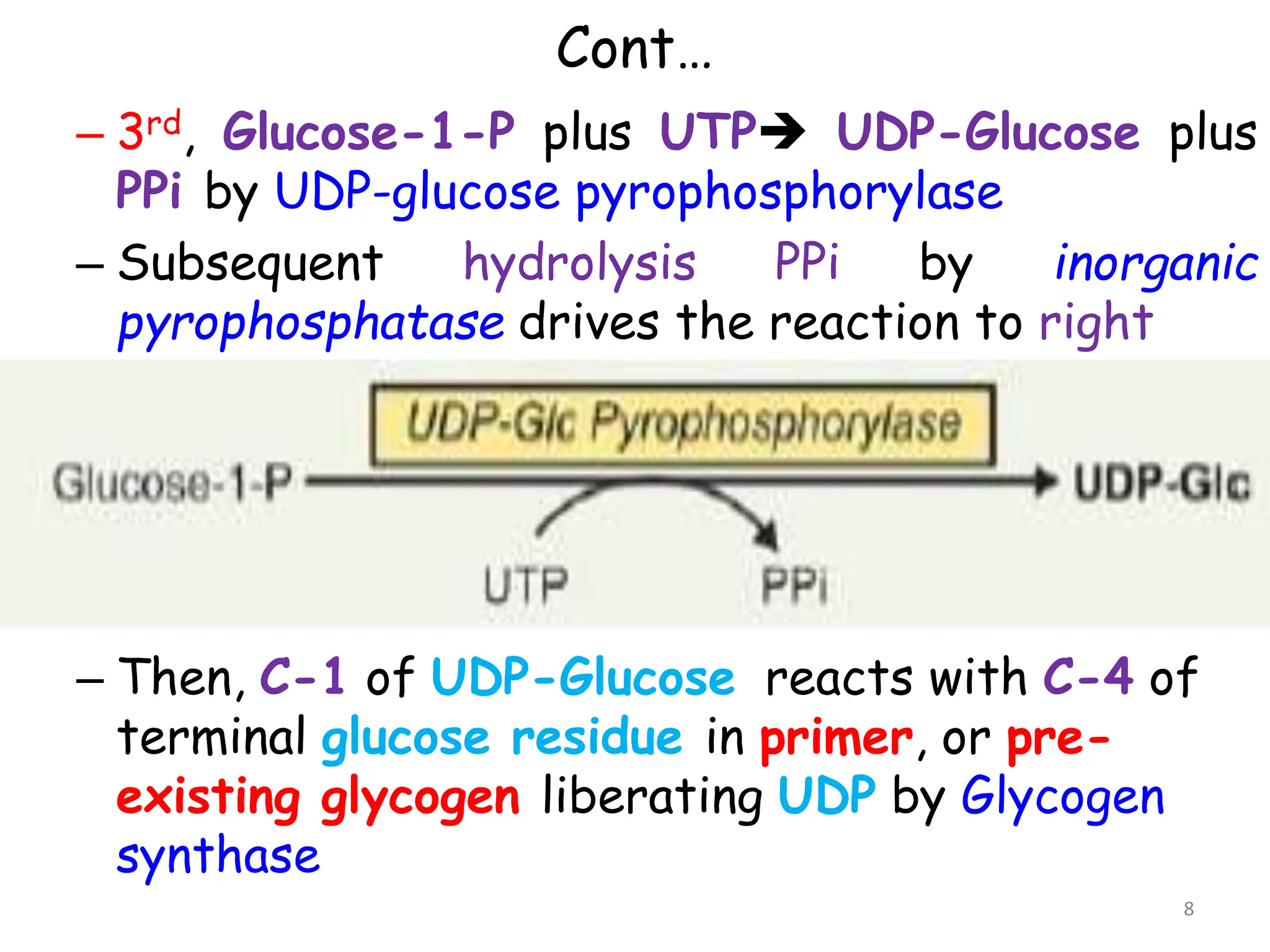 Cont…
– 3rd, Glucose-1-P plus UTP UDP-Glucose plus
PPi by UDP-glucose pyrophosphorylase
– Subsequent hydrolysis PPi by inorganic
pyrophosphatase drives the reaction to right
– Then, C-1 of UDP-Glucose reacts with C-4 of
terminal glucose residue in primer, or pre-
existing glycogen liberating UDP by Glycogen
synthase
8
 