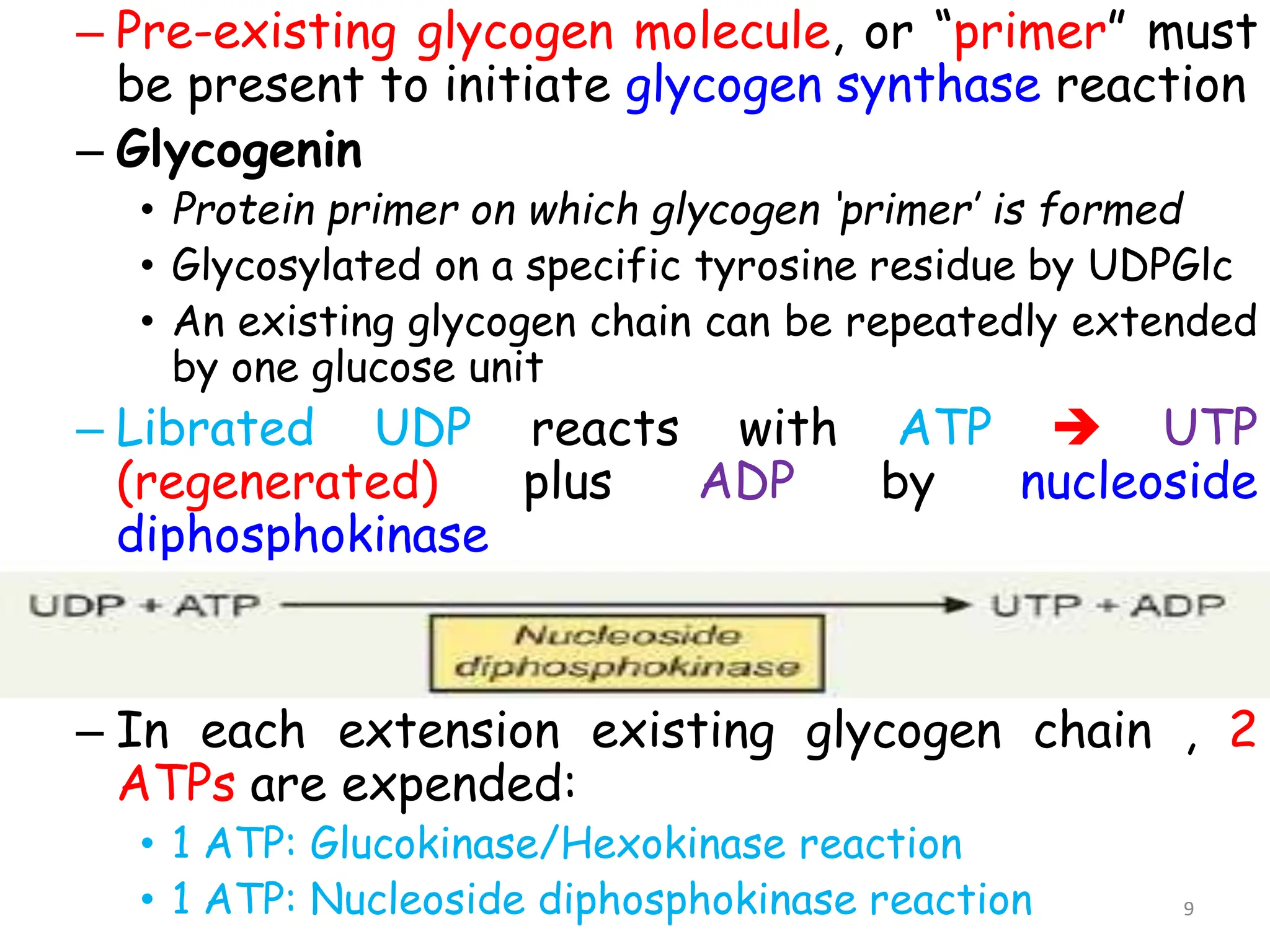 – Pre-existing glycogen molecule, or “primer” must
be present to initiate glycogen synthase reaction
– Glycogenin
• Protein primer on which glycogen ‘primer’ is formed
• Glycosylated on a specific tyrosine residue by UDPGlc
• An existing glycogen chain can be repeatedly extended
by one glucose unit
– Librated UDP reacts with ATP  UTP
(regenerated) plus ADP by nucleoside
diphosphokinase
– In each extension existing glycogen chain , 2
ATPs are expended:
• 1 ATP: Glucokinase/Hexokinase reaction
• 1 ATP: Nucleoside diphosphokinase reaction 9
 
