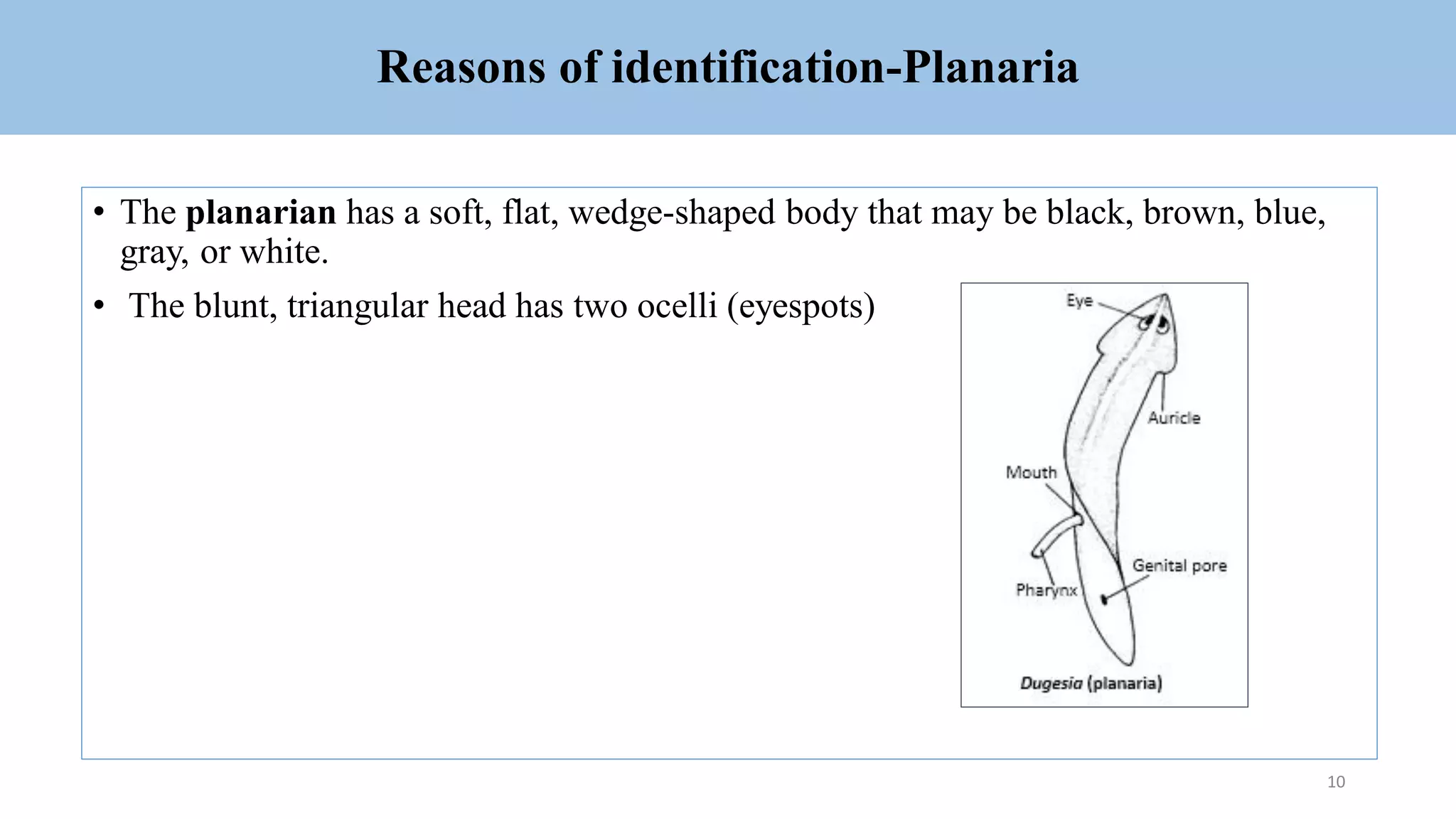 Reasons of identification-Planaria
• The planarian has a soft, flat, wedge-shaped body that may be black, brown, blue,
gray, or white.
• The blunt, triangular head has two ocelli (eyespots)
10
 