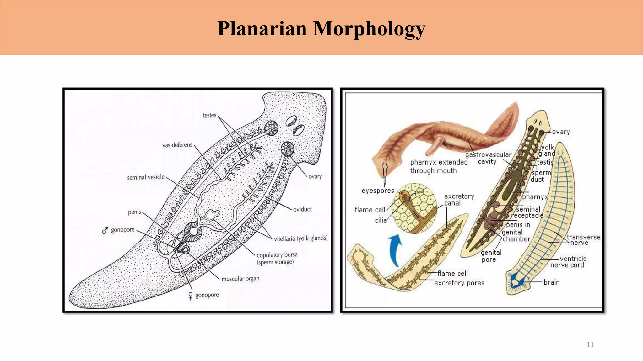 Planarian Morphology
11
 
