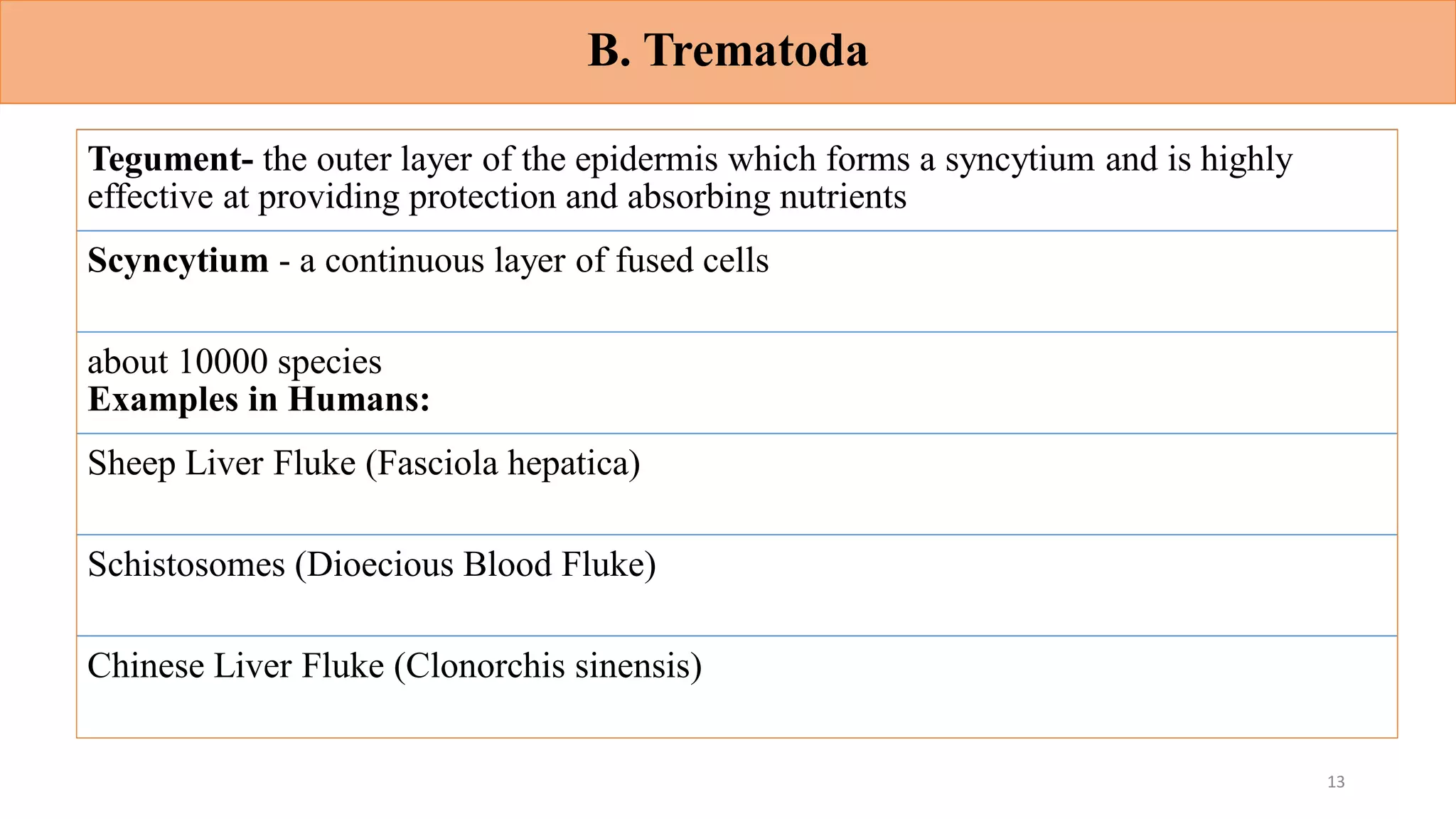 B. Trematoda
Tegument- the outer layer of the epidermis which forms a syncytium and is highly
effective at providing protection and absorbing nutrients
Scyncytium - a continuous layer of fused cells
about 10000 species
Examples in Humans:
Sheep Liver Fluke (Fasciola hepatica)
Schistosomes (Dioecious Blood Fluke)
Chinese Liver Fluke (Clonorchis sinensis)
13
 