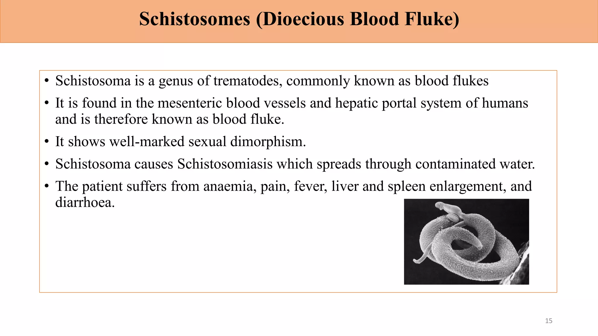 Schistosomes (Dioecious Blood Fluke)
• Schistosoma is a genus of trematodes, commonly known as blood flukes
• It is found in the mesenteric blood vessels and hepatic portal system of humans
and is therefore known as blood fluke.
• It shows well-marked sexual dimorphism.
• Schistosoma causes Schistosomiasis which spreads through contaminated water.
• The patient suffers from anaemia, pain, fever, liver and spleen enlargement, and
diarrhoea.
15
 