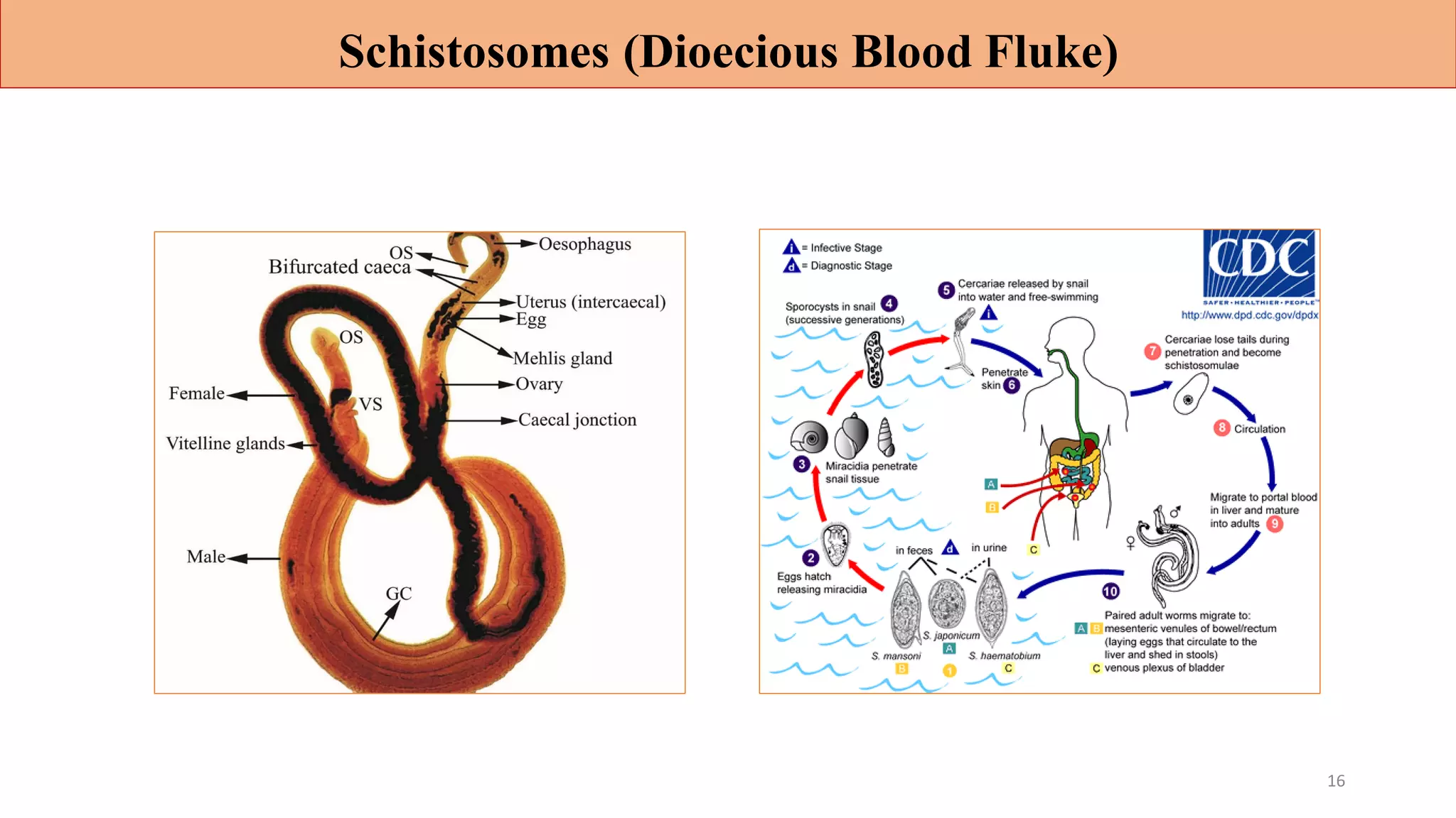 Schistosomes (Dioecious Blood Fluke)
16
 