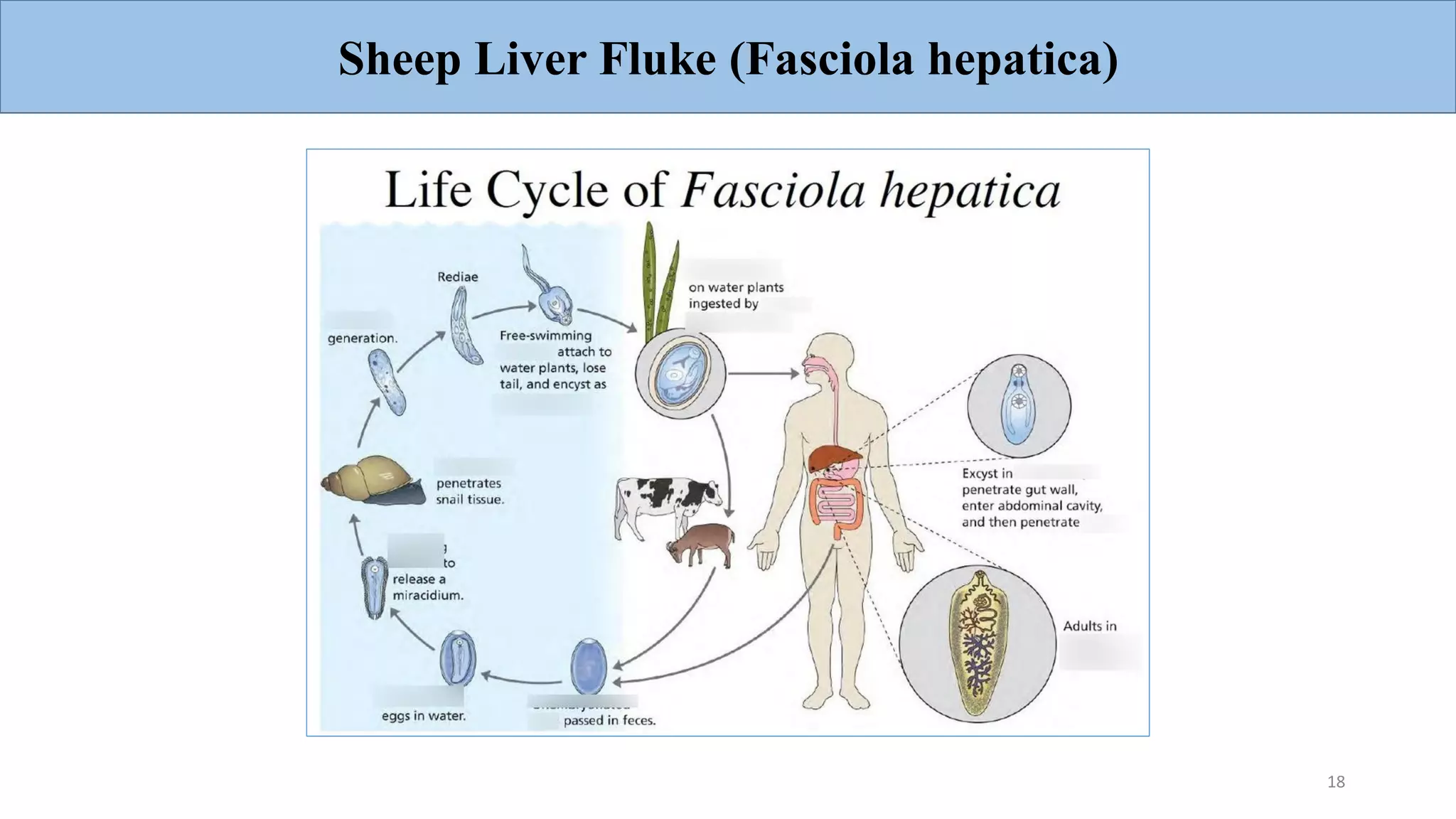 Sheep Liver Fluke (Fasciola hepatica)
18
 