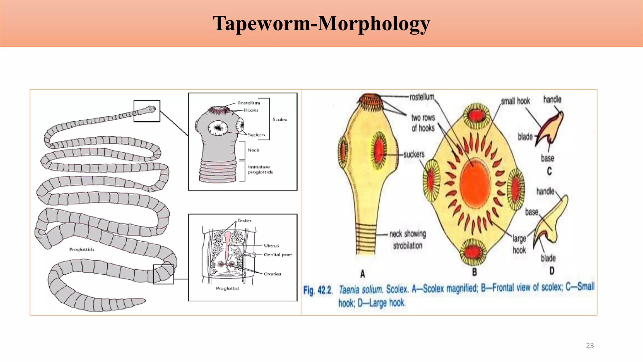 Tapeworm-Morphology
23
 