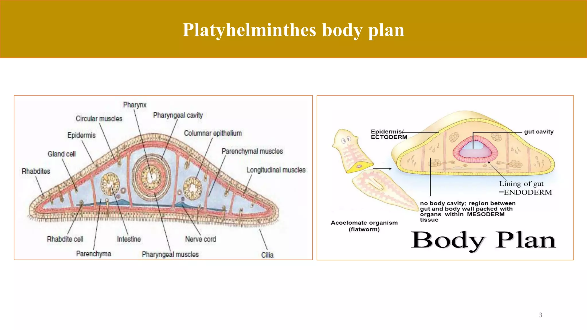 3
Platyhelminthes body plan
 