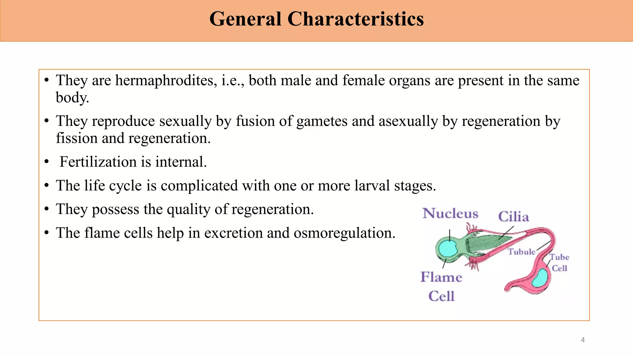 General Characteristics
• They are hermaphrodites, i.e., both male and female organs are present in the same
body.
• They reproduce sexually by fusion of gametes and asexually by regeneration by
fission and regeneration.
• Fertilization is internal.
• The life cycle is complicated with one or more larval stages.
• They possess the quality of regeneration.
• The flame cells help in excretion and osmoregulation.
4
 