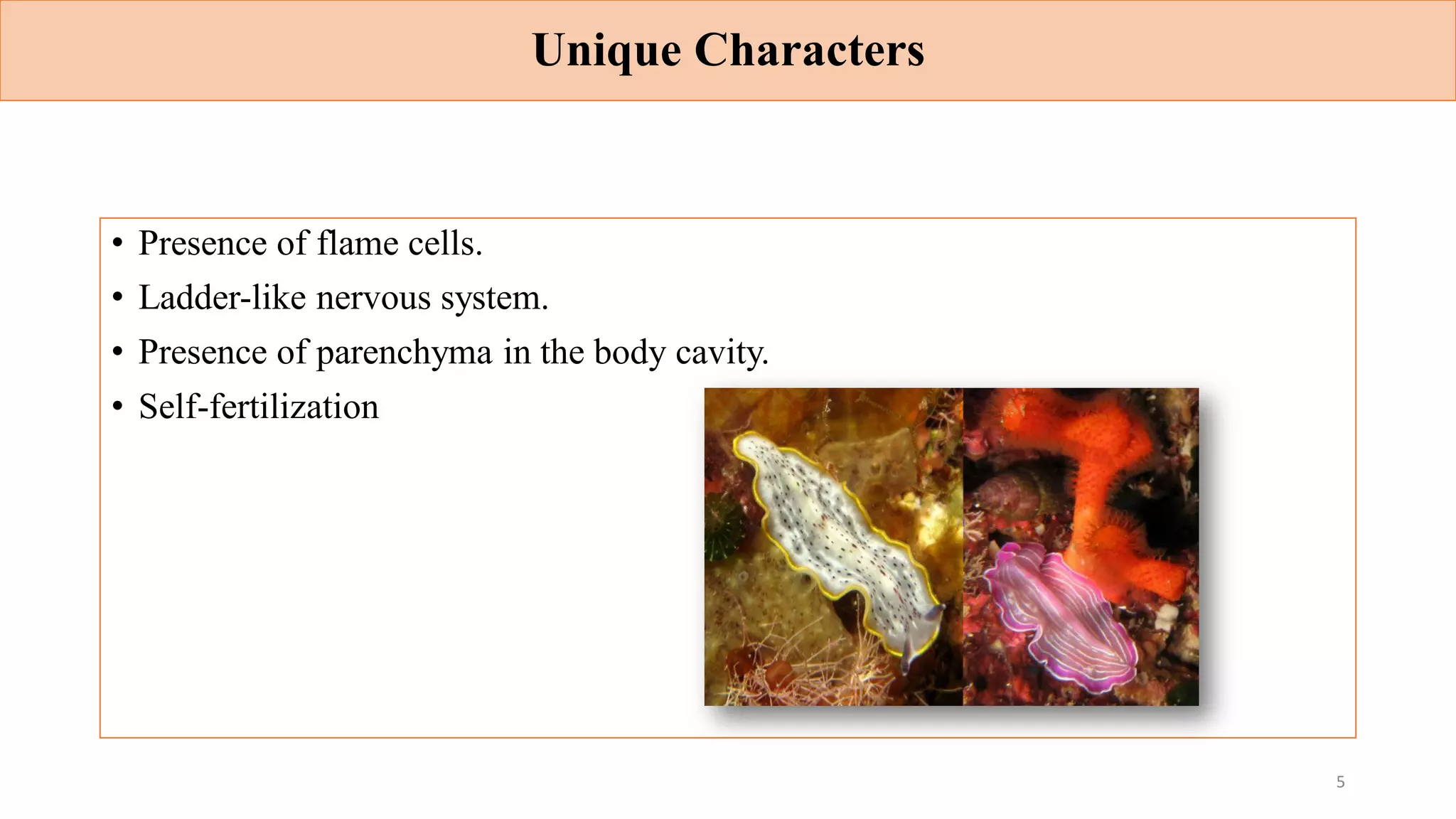 Unique Characters
• Presence of flame cells.
• Ladder-like nervous system.
• Presence of parenchyma in the body cavity.
• Self-fertilization
5
 