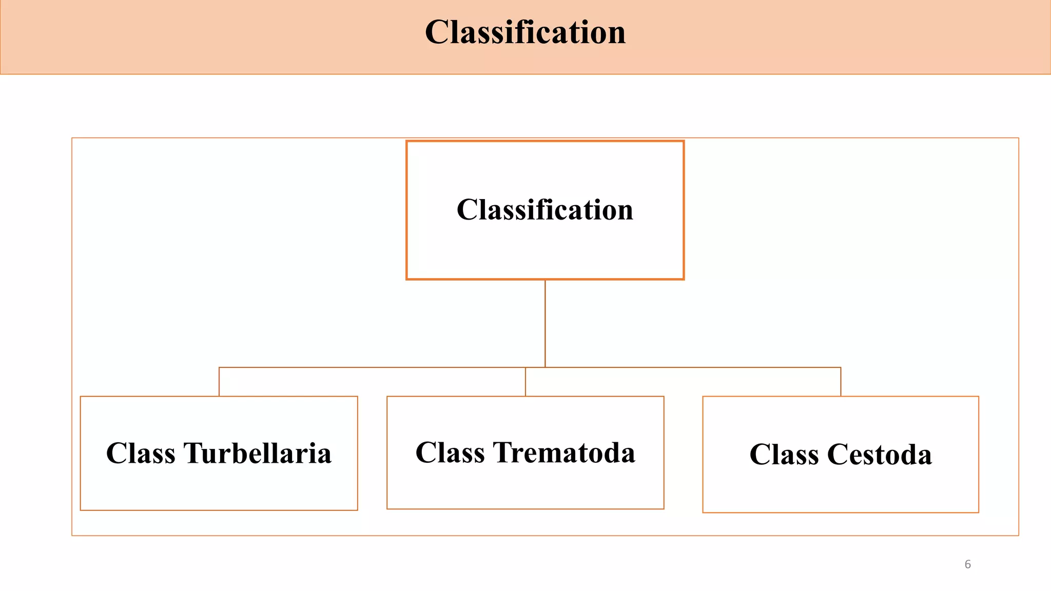 Classification
Classification
Class Turbellaria Class Trematoda Class Cestoda
6
 