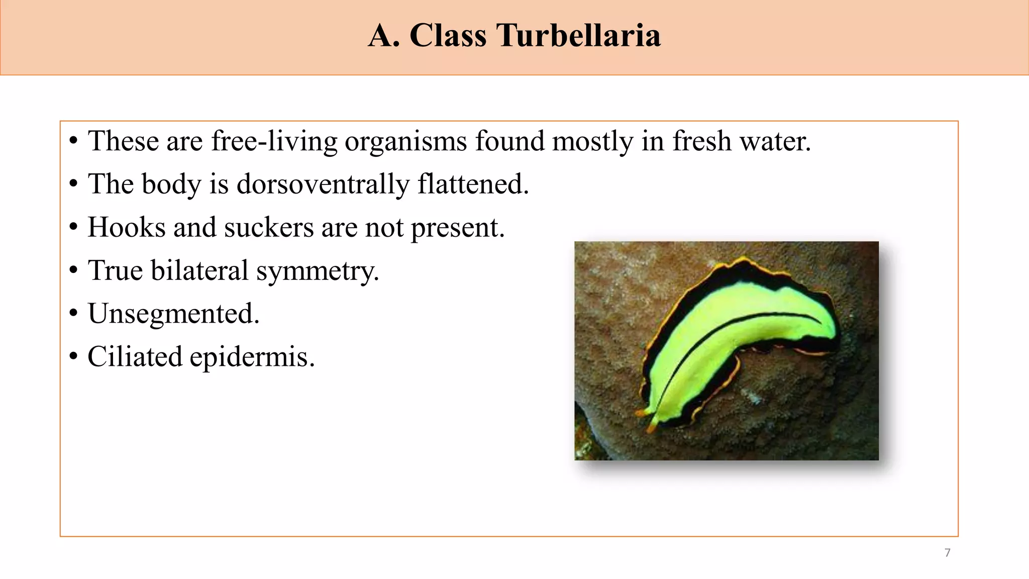 A. Class Turbellaria
• These are free-living organisms found mostly in fresh water.
• The body is dorsoventrally flattened.
• Hooks and suckers are not present.
• True bilateral symmetry.
• Unsegmented.
• Ciliated epidermis.
7
 