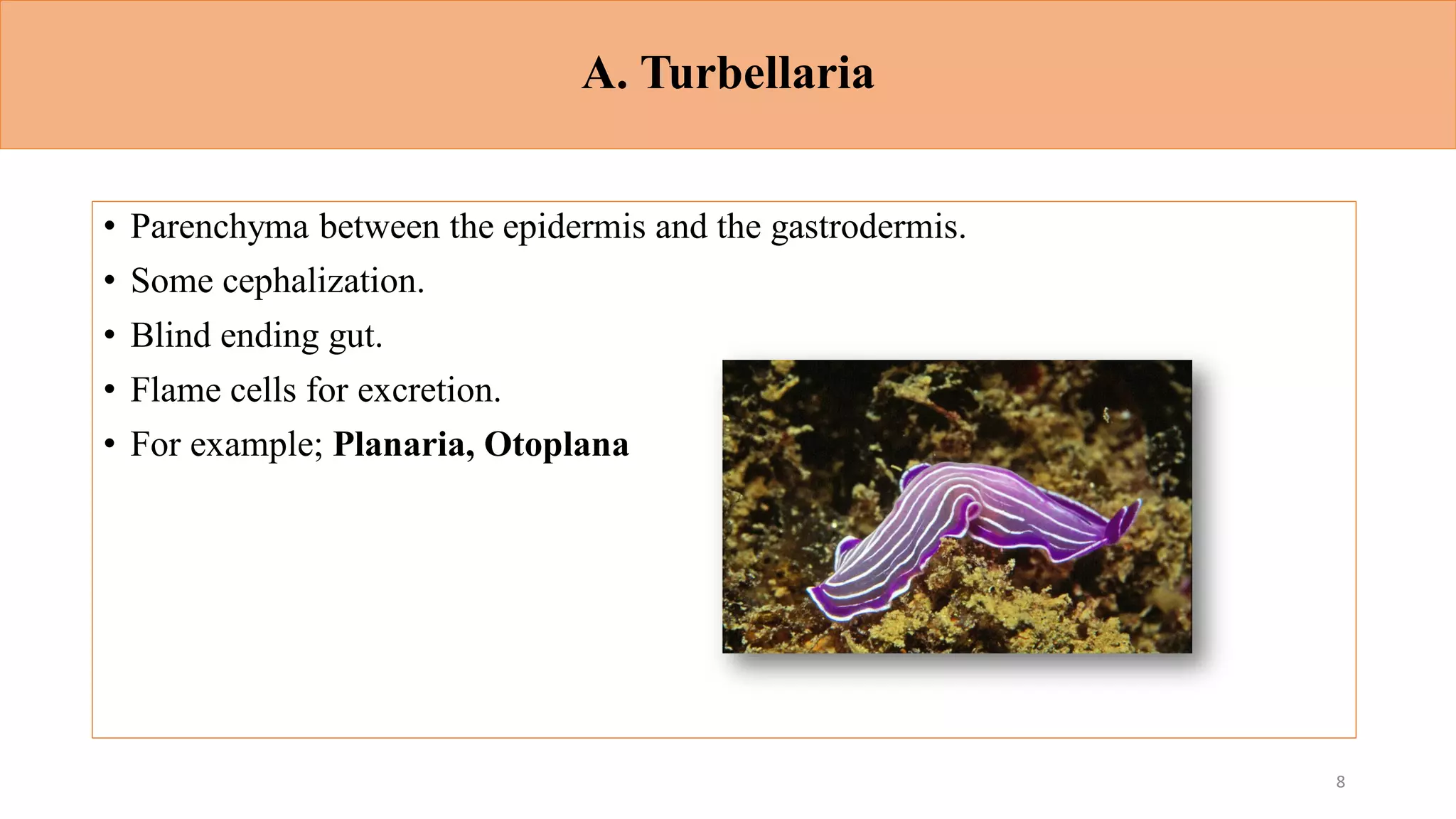 A. Turbellaria
• Parenchyma between the epidermis and the gastrodermis.
• Some cephalization.
• Blind ending gut.
• Flame cells for excretion.
• For example; Planaria, Otoplana
8
 