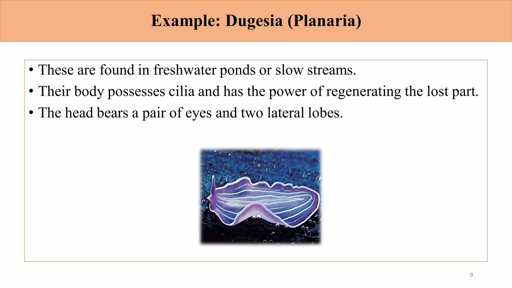 Example: Dugesia (Planaria)
• These are found in freshwater ponds or slow streams.
• Their body possesses cilia and has the power of regenerating the lost part.
• The head bears a pair of eyes and two lateral lobes.
9
 