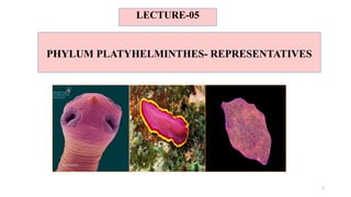 PHYLUM PLATYHELMINTHES- REPRESENTATIVES
LECTURE-05
1
 